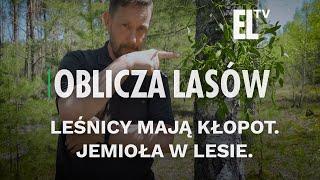 Leśnicy mają kłopot. Jemioła w lesie. | OBLICZA LASÓW #125