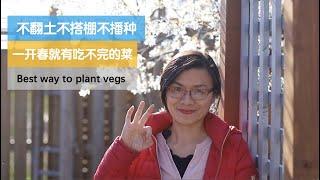 160•春收/不翻土不搭棚不播种，开春就有吃不完的菜，这些蔬菜值得种，不翻土种植开始有甜头