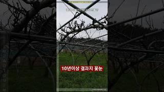 어쩌다배나무만들기 - 10년이상 결과지 꽃눈상태