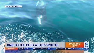 Rare pod of killer whales spotted off O.C. coast