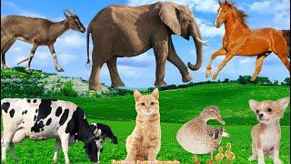 Relaxing Animal Sounds: Cat, Goat, Horse, Dog, Duck,Cow - Animal Videos