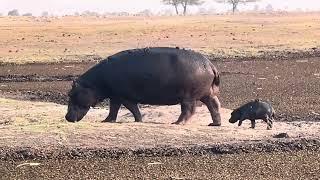 Hippopotamus with her calf that is injured due to fights among hippos or from big predators.