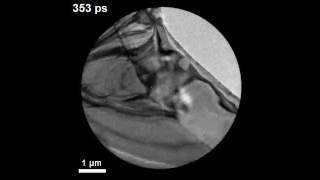 Phonons in WSe2 (UEM)