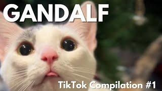 GANDALF THE CAT • Funniest TikToks • VOLUME 1