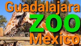 DAY TRIP to the GUADALAJARA ZOO: Things to do in Jalisco, Mexico - Bus Trip from Ajijic/Chapala