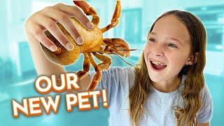 We Bought Hermit Crabs!