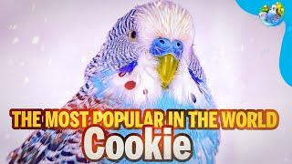 Meet Cookie, my adorable and sociable Budgie, and discover our journey together!