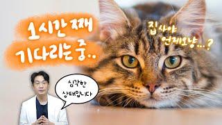 고양이 분리불안증, 집사가 돌아오기만을 기다리는 고양이 , 괜찮은 걸까요?