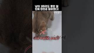 고양이 3마리도 못한 일! 진짜 반전은 엄마였다!