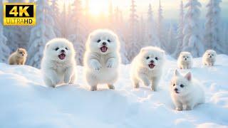 Baby Animals 4K - Explore The Amazing World Of Playful Cold Baby Animals With Relaxing Piano Music