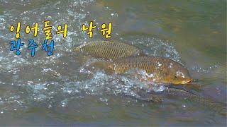 잉어들의 낙원 광주천(carps paradise)