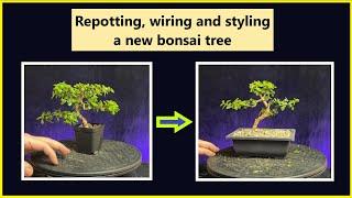 Repotting wiring and styling a new portulacaria afra bonsai tree /#bonsai #pruning