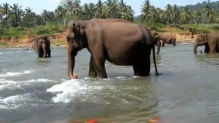 Pinnawala Elephant Orphanage, Sri Lanka