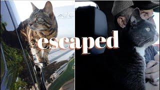 How our cats escaped during a cross country RV road trip & what we learned