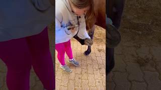 Beginner Vs Experienced Horse Owners!  #shorts #animals