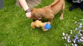 dog playing