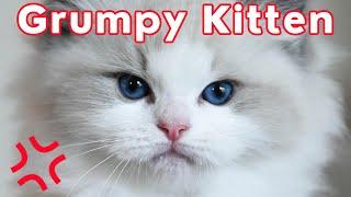 Ragdoll Cat Prince and his Adorable Grumpy Kitten Face  So Cute!