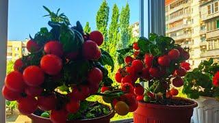 Выращивание  помидоров на балконе и подоконнике.Growing tomatoes on the balcony and windowsill