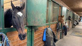 Introducing Julius’ friends (and Cosmo makes an appearance). #friesian #friesianhorse #horse #cat