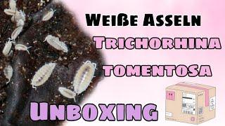 Weiße Asseln/ Trichorhina Tomentosa Unboxing und ein paar Infos