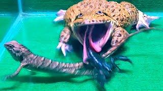 Giant Bullfrog Eats Big Scorpion & Tree Lizard! Asian Bullfrog Live Feeding