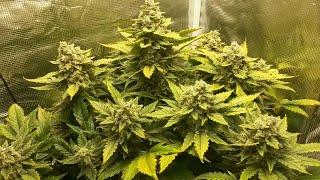 Autoflowering Hemp Plants From Seed to Harvest (2 of 3)