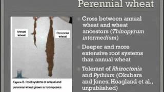 Wheat Varietal Selection Impact Soil Microbes and Apple Replant Disease Suppression