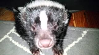 Pissed hissing skunk in couch