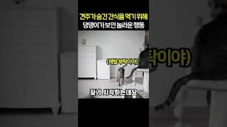 견주가 숨긴 간식을 먹기 위해 댕댕이가 보인 놀라운 행동