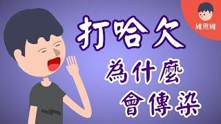 【心理學小知識 】打哈欠會傳染的原因！ Why is yawning contagious?  （#CC字幕） | 維思維