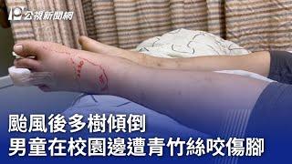 颱風後多樹傾倒 男童在校園邊遭青竹絲咬傷腳｜20241017 公視晚間新聞