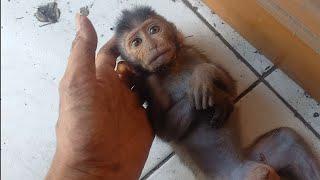 cute baby monkey || Baby monkeys cry when left alone