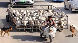 Poor Chinese Farmer Built Genius Invention to Move His Sheep