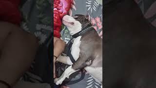 Mafia is so cute   #pitbull #reels #shorts #viralvideo #viral  #pitbulldog