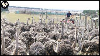 How Farmers Raise Millions Of Ostriches - Ostrich Farm