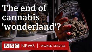 How Thailand's lucrative cannabis industry is under threat - BBC World Service Documentaries