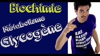 Cours de biochimie: Le glycogène