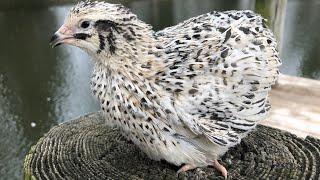 All about the pearl coturnix quail at Myshire Farm