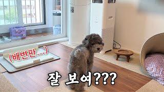 Korean dogs cheat by defecating.