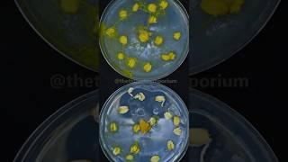 How Does Slime Mold Eat?