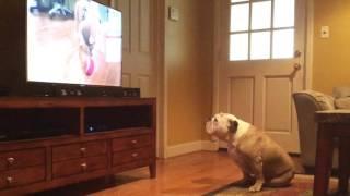 Bulldog has hysterical reaction to puppy on TV