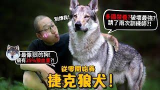 【從零開始養】捷克狼犬!多國禁養?最像狼!擁有25%含狼血量?破壞力史上最驚人?!曾抓傷人請兩次訓練師?跟哈士奇柴柴的差別?【許伯簡芝】