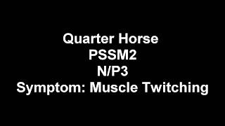 Symptoms Of MIM (PSSM2)- Muscle Twitching (Quarter Horse)