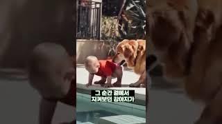 수영장 물 만지려던 아기 보자 강아지가 한 행동