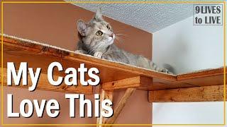 DIY Cat Shelf: Walkway Much Better Than a Cat Tree