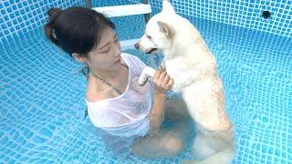 수영장에서 절대 엄마 품에서 떨어지지 않으려는 진돗개의 행동ㅋㅋ / 강아지 목욕 / Dog swimming in the pool