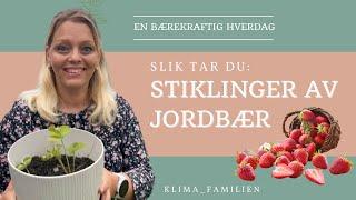 Slik tar du stiklinger av jordbær