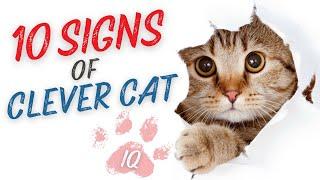 How Many Does Your Cat Score? 10 Signs of a Clever Cat