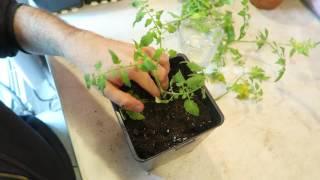 How to Plant Tomatoes from Cuttings