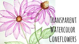 Transparent Watercolor Coneflowers